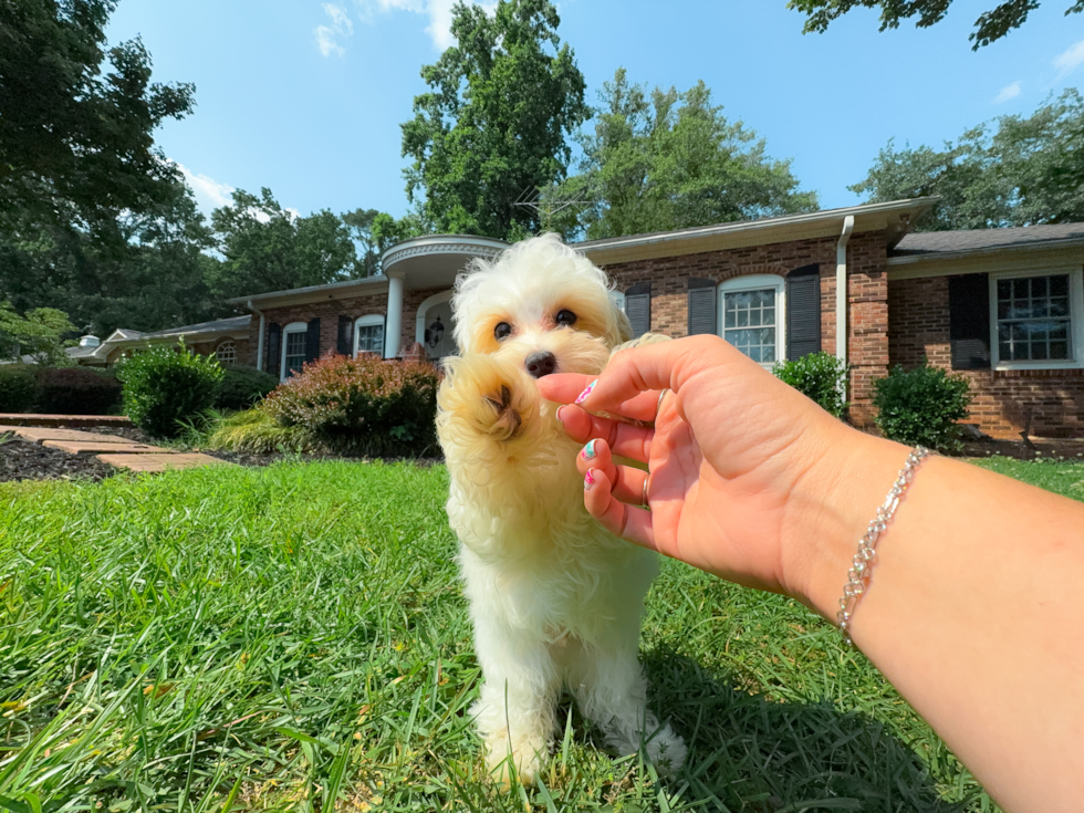 Best Maltipoo Baby