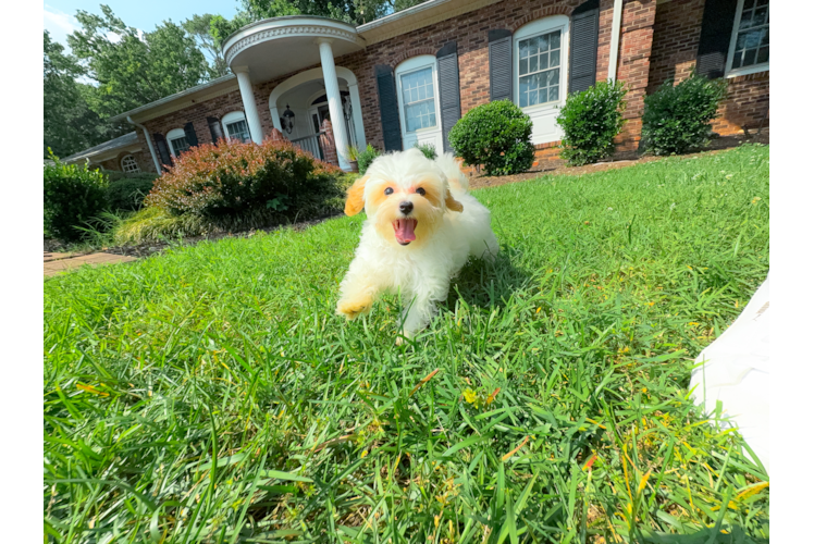 Best Maltipoo Baby