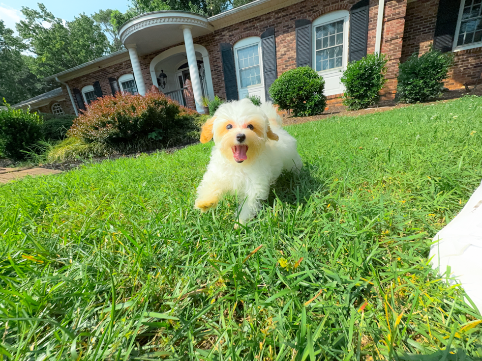 Best Maltipoo Baby