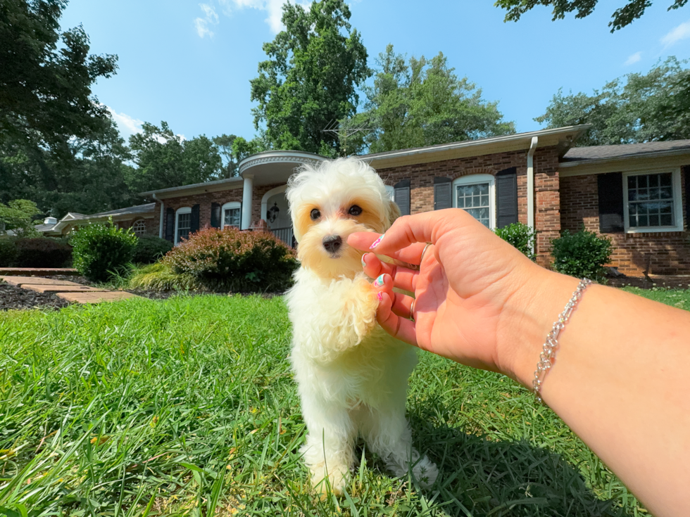Cute Maltipoo Poodle Mix Pup