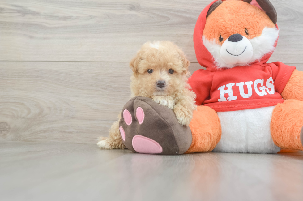 5 week old Maltipoo Puppy For Sale - Simply Southern Pups