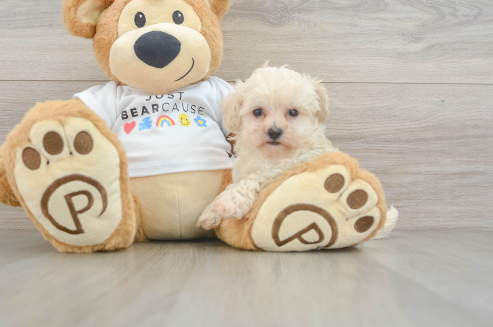7 week old Maltipoo Puppy For Sale - Simply Southern Pups