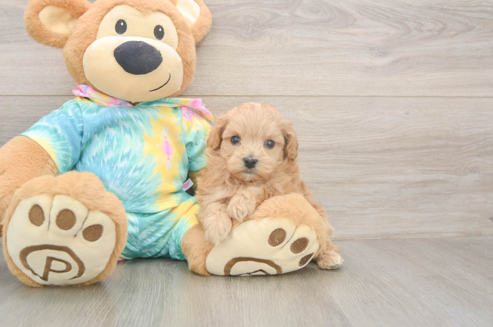 5 week old Maltipoo Puppy For Sale - Simply Southern Pups