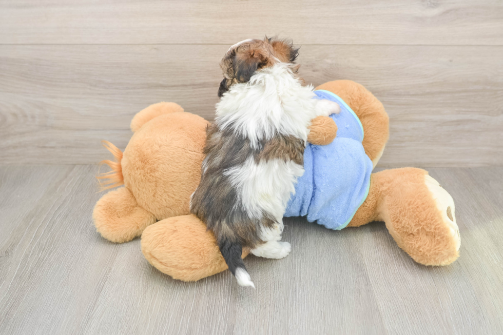 Fluffy Maltipoo Poodle Mix Pup