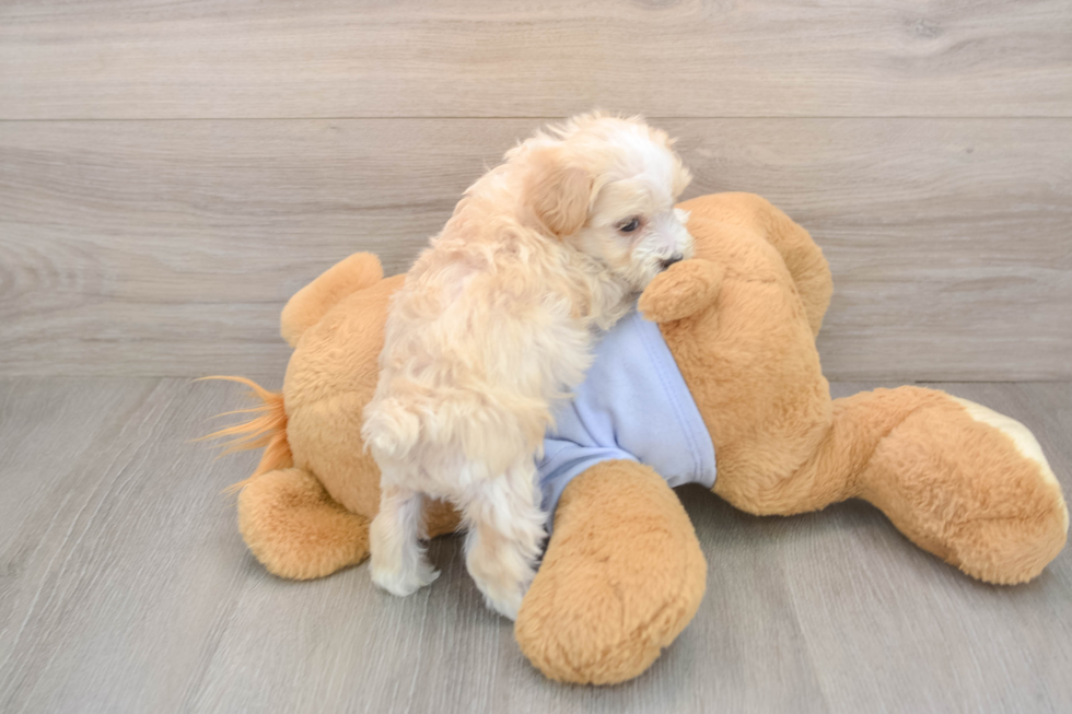 Best Maltipoo Baby