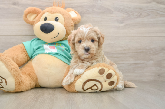 Maltipoo Puppy for Adoption