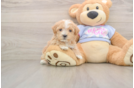 Cute Maltipoo Baby