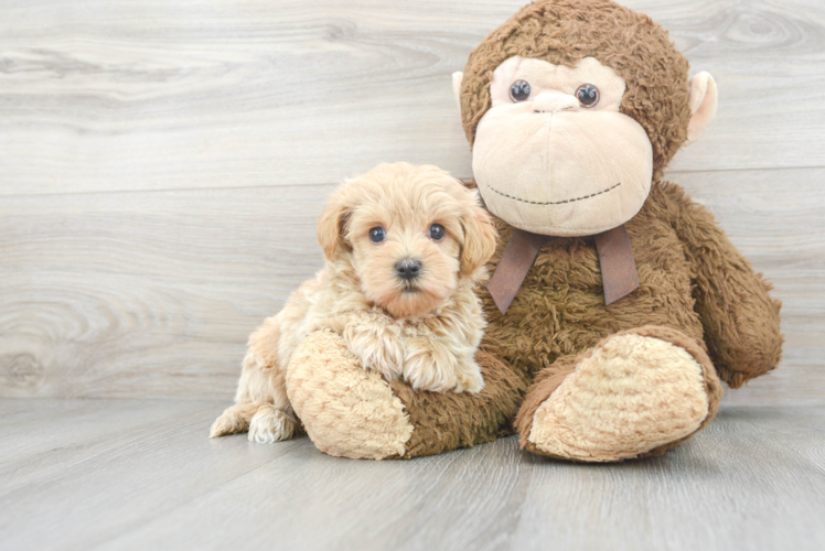 Cute Maltipoo Poodle Mix Pup
