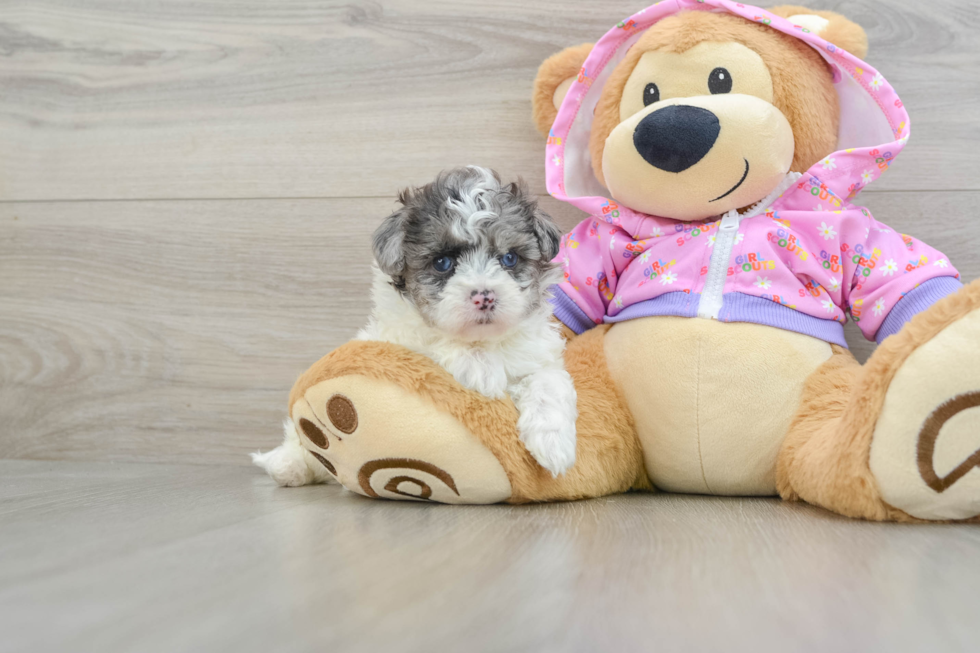 Petite Maltipoo Poodle Mix Pup