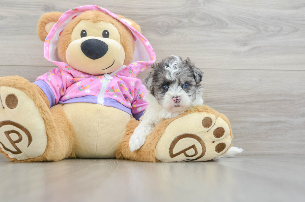 6 week old Maltipoo Puppy For Sale - Simply Southern Pups