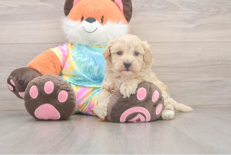 Maltipoo Puppy for Adoption