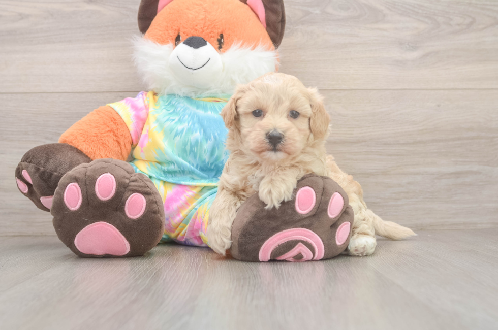 5 week old Maltipoo Puppy For Sale - Simply Southern Pups