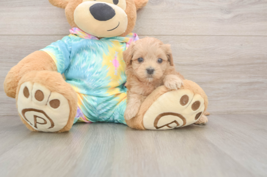 5 week old Maltipoo Puppy For Sale - Simply Southern Pups Maltipoo Puppy for Adoption