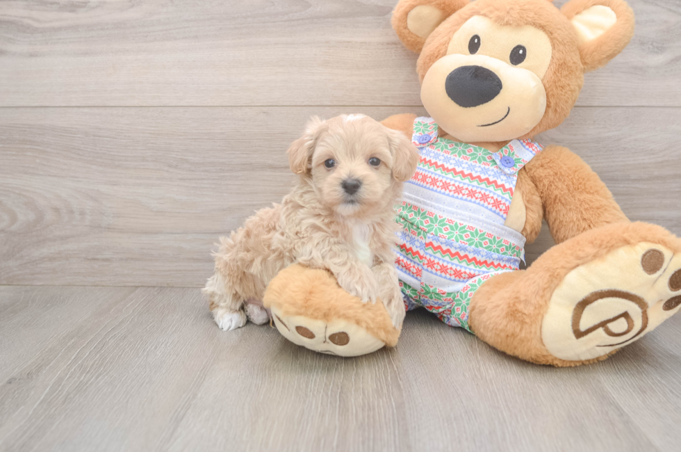 5 week old Maltipoo Puppy For Sale - Simply Southern Pups