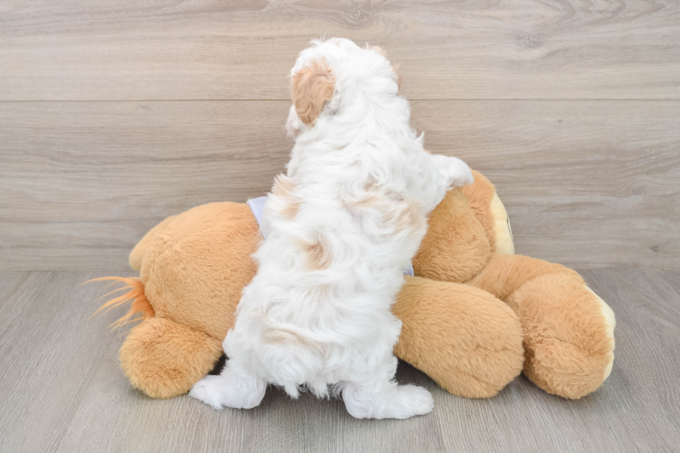 Maltipoo Pup Being Cute