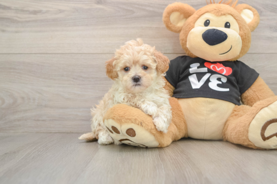 Hypoallergenic Moodle Poodle Mix Puppy