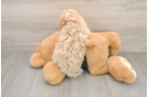 Smart Maltipoo Poodle Mix Pup