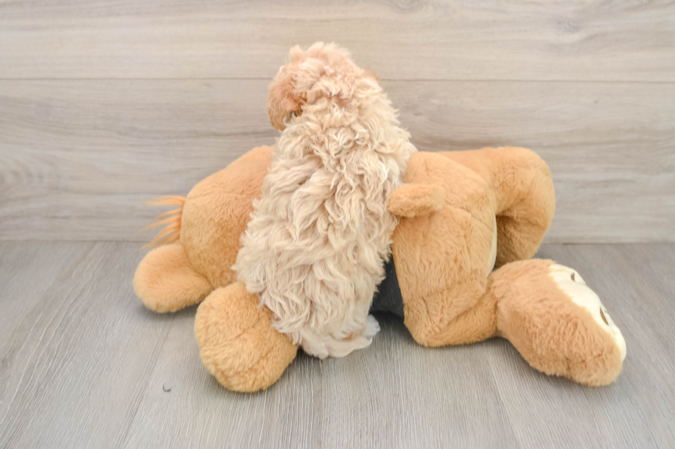 Smart Maltipoo Poodle Mix Pup