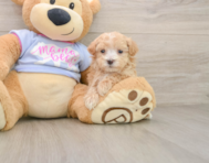 7 week old Maltipoo Puppy For Sale - Simply Southern Pups