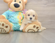 9 week old Maltipoo Puppy For Sale - Simply Southern Pups