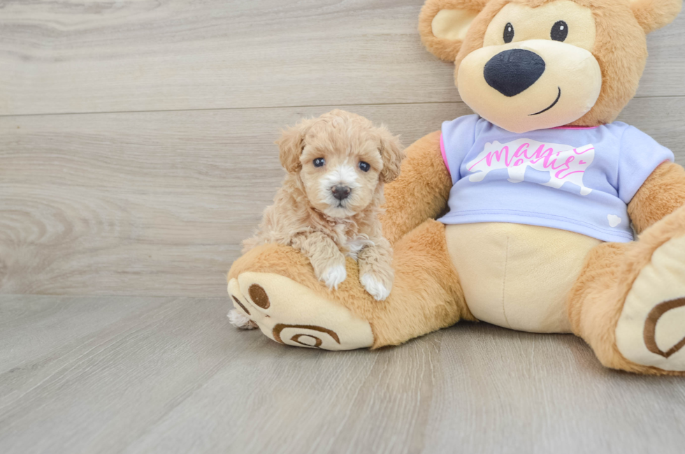 5 week old Maltipoo Puppy For Sale - Simply Southern Pups