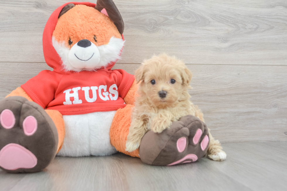 5 week old Maltipoo Puppy For Sale - Simply Southern Pups