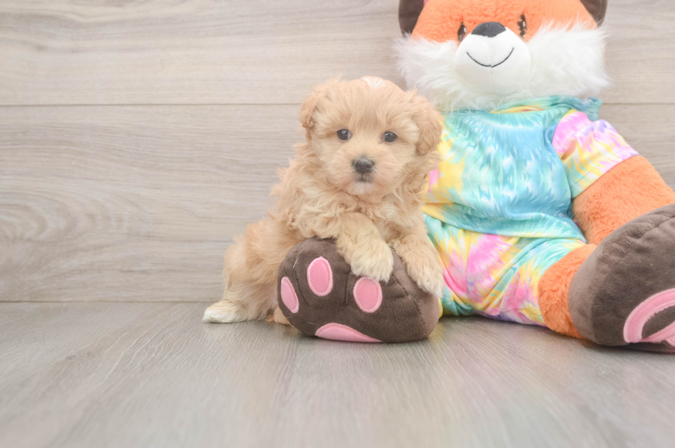 5 week old Maltipoo Puppy For Sale - Simply Southern Pups
