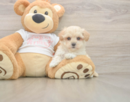 8 week old Maltipoo Puppy For Sale - Simply Southern Pups