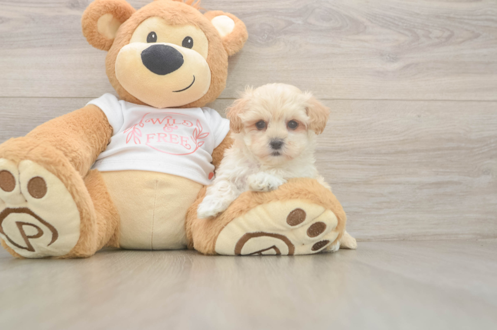 5 week old Maltipoo Puppy For Sale - Simply Southern Pups