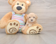 8 week old Maltipoo Puppy For Sale - Simply Southern Pups