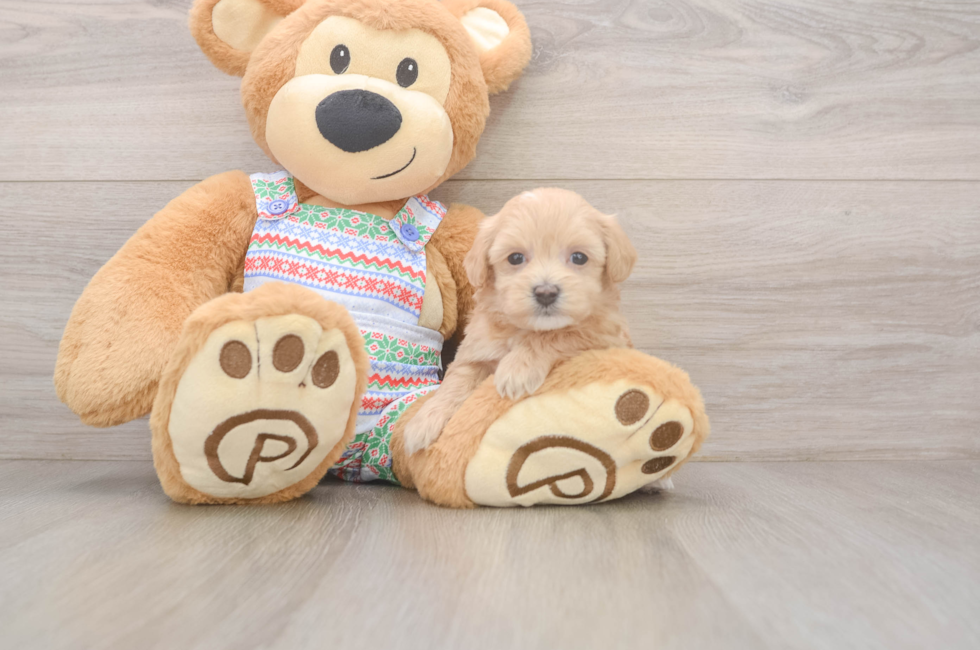 5 week old Maltipoo Puppy For Sale - Simply Southern Pups