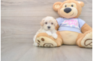 Maltipoo Pup Being Cute