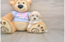 Sweet Maltipoo Baby