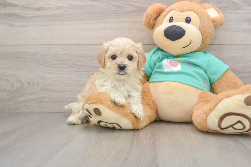 Fluffy Maltipoo Poodle Mix Pup