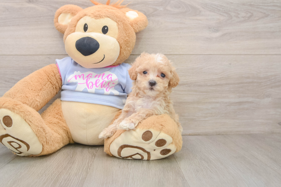Best Maltipoo Baby