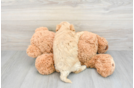 Fluffy Maltipoo Poodle Mix Pup
