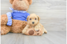 Maltipoo Pup Being Cute