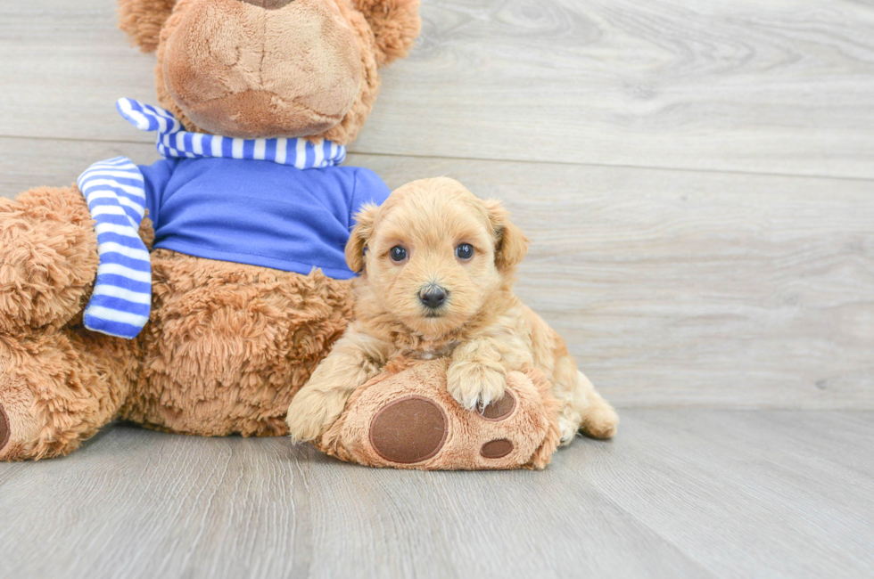 6 week old Maltipoo Puppy For Sale - Simply Southern Pups