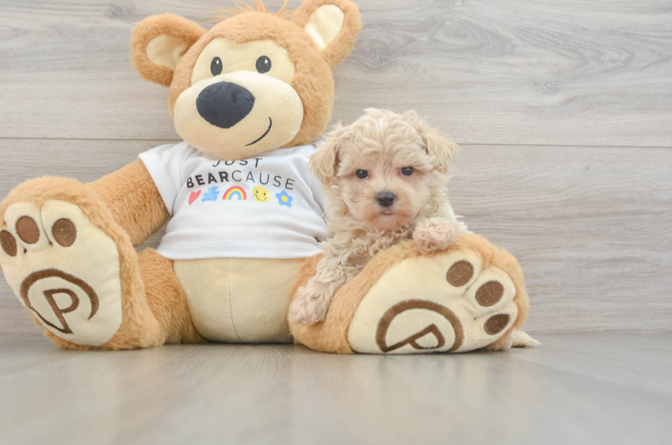 7 week old Maltipoo Puppy For Sale - Simply Southern Pups
