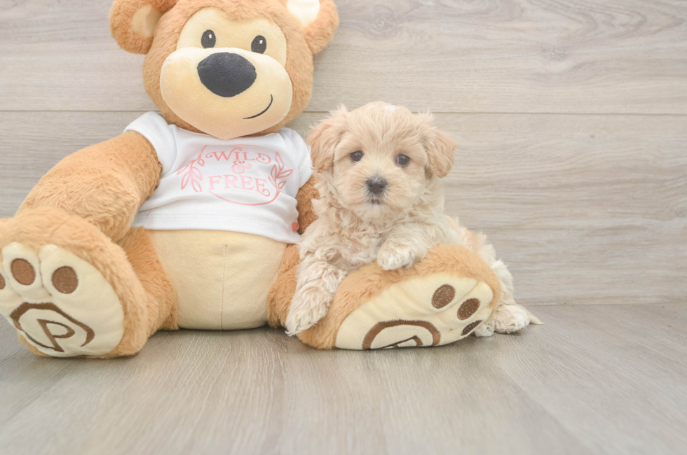 5 week old Maltipoo Puppy For Sale - Simply Southern Pups