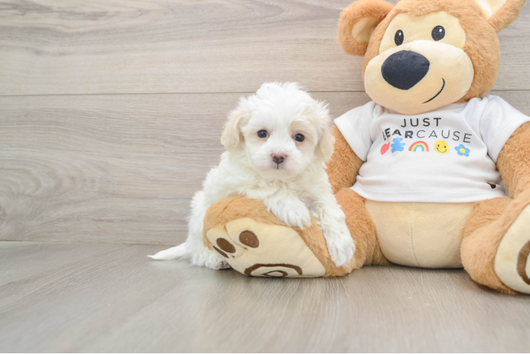 Maltipoo Pup Being Cute