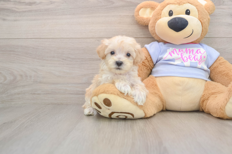 Best Maltipoo Baby