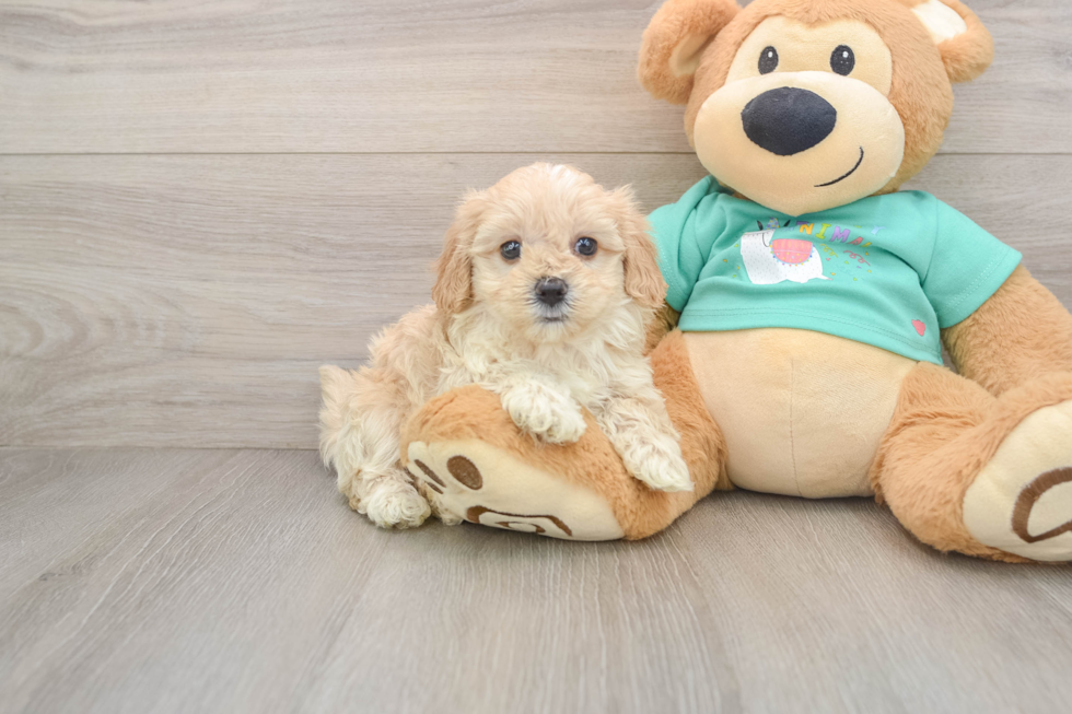 Fluffy Maltipoo Poodle Mix Pup