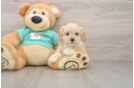 Maltipoo Pup Being Cute