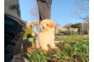 Maltipoo Pup Being Cute