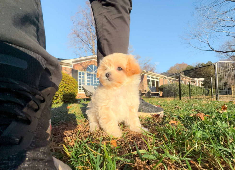 Maltipoo Pup Being Cute