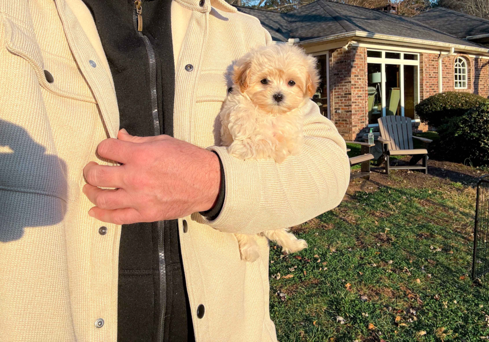 Best Maltipoo Baby