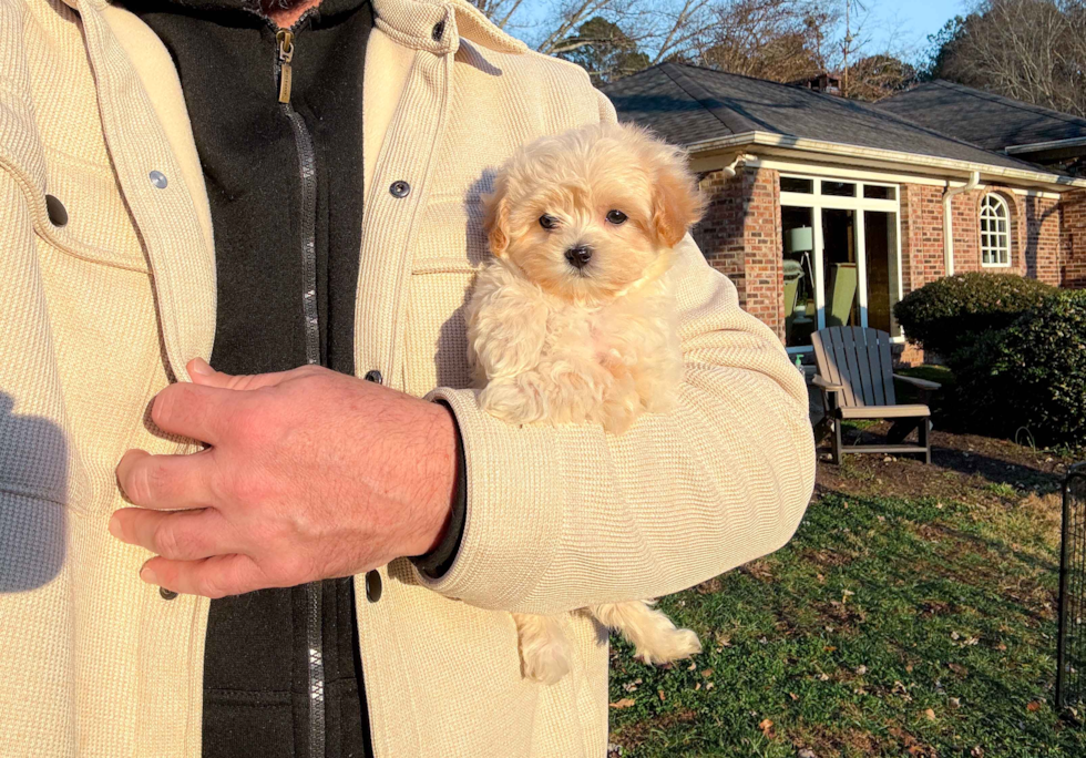 Best Maltipoo Baby