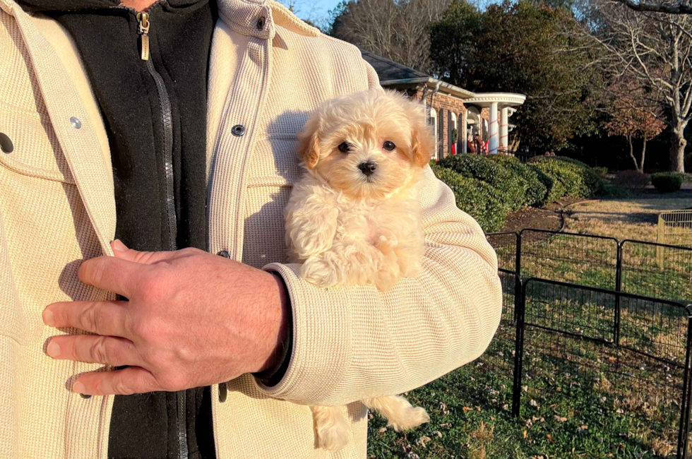 Best Maltipoo Baby