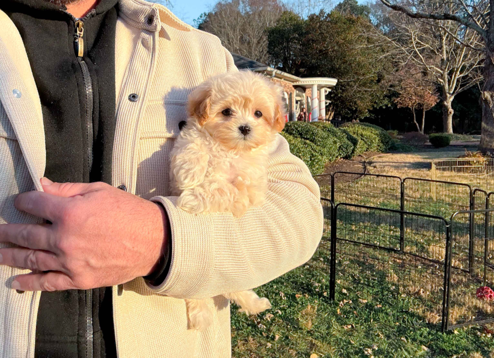 Best Maltipoo Baby